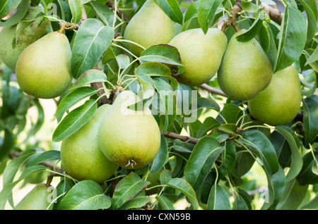 Reife Bartlett Birnen am Baum im Obstgarten Stockfoto