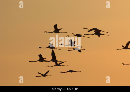 Eine Schar von Flamingos fliegen bei Sonnenuntergang der Provence, Frankreich, Europa Stockfoto