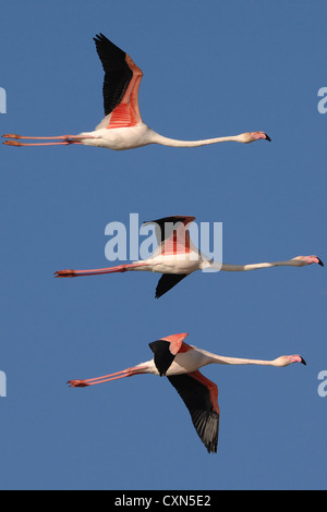 Mehr Flamingos im Formationsflug in den blauen Himmel der Camargue, Frankreich, Europa Stockfoto