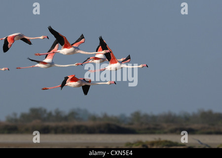 Mehr Flamingos im Formationsflug in den blauen Himmel der Provence, Frankreich, Europa Stockfoto