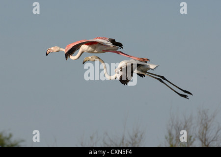 zwei Flamingos beim Fliegen in Formation in den blauen Himmel der camargue Stockfoto