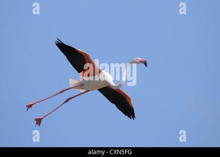 Ein Flamingo im Formationsflug in den blauen Himmel, Camargue, Frankreich Stockfoto