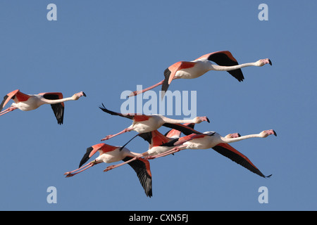 Mehr Flamingos im Formationsflug in den blauen Himmel der Camargue, Frankreich Stockfoto