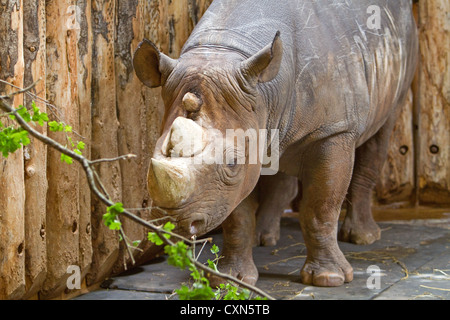 Ein schwarzen Nashorn in Paignton Zoo in Devon Stockfoto