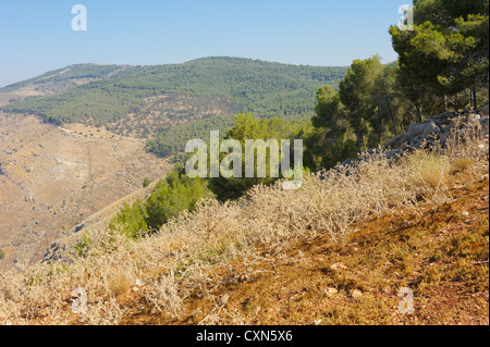 Berge und Wälder im Norden Israels in Galiläa Stockfoto