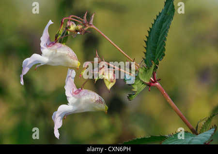 Drüsige Springkraut - Impatiens Glandulifera Invasive am Flussufer, weiße Pflanzenform