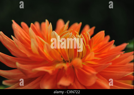 Schöne Blume Orange Dahlia Stockfoto