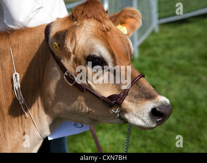 Jersey Cow, eine britische Rasse von kleinen Milchvieh auf der Annual Kilnsey Agricultural Show, North Yorkshire Dales, Großbritannien Stockfoto