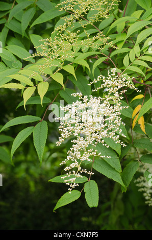 Luftige weiße Blüte Blüten sehr feine zarte Cluster Blumen Sorbaria Sorbifolia False Spiraea sprüht Stockfoto