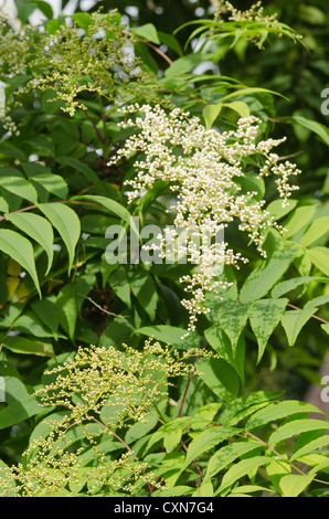 Luftige weiße Blüte Blüten sehr feine zarte Cluster Blumen Sorbaria Sorbifolia False Spiraea sprüht Stockfoto