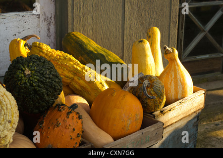 Kürbisse und/oder Kürbisse an der Ottsville Farmer Market, in Ottsville, Bucks County, PA, USA Stockfoto