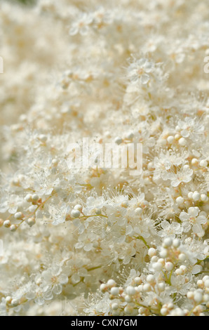 Luftige weiße Blüte Blüten sehr feine zarte Cluster Blumen Sorbaria Sorbifolia False Spiraea sprüht Stockfoto