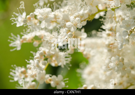 Luftige weiße Blüte Blüten sehr feine zarte Cluster Blumen Sorbaria Sorbifolia False Spiraea sprüht Stockfoto