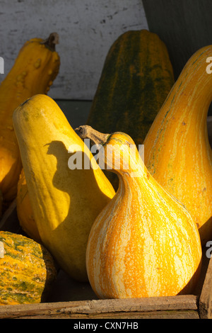 Kürbisse und/oder Kürbisse an der Ottsville Farmer Market, in Ottsville, Bucks County, PA, USA Stockfoto