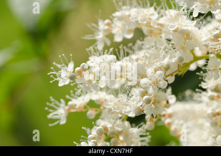 Luftige weiße Blüte Blüten sehr feine zarte Cluster Blumen Sorbaria Sorbifolia False Spiraea sprüht Stockfoto