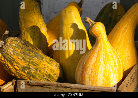 Kürbisse und/oder Kürbisse an der Ottsville Farmer Market, in Ottsville, Bucks County, PA, USA Stockfoto