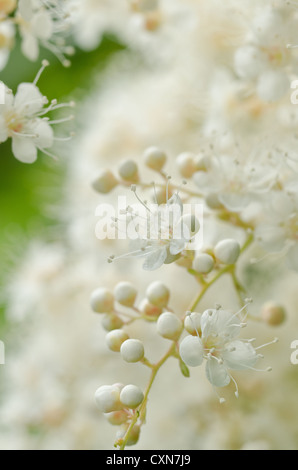 Luftige weiße Blüte Blüten sehr feine zarte Cluster Blumen Sorbaria Sorbifolia False Spiraea sprüht Stockfoto