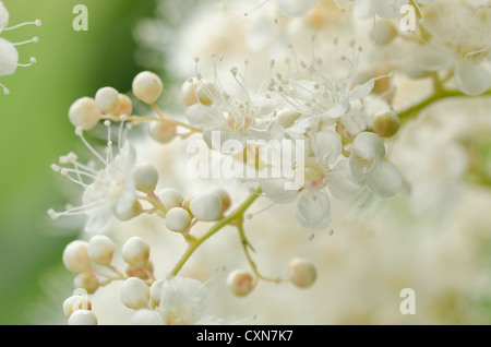 Luftige weiße Blüte Blüten sehr feine zarte Cluster Blumen Sorbaria Sorbifolia False Spiraea sprüht Stockfoto