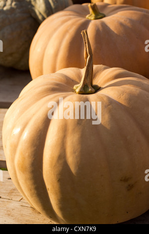 Kürbisse und/oder Kürbisse an der Ottsville Farmer Market, in Ottsville, Bucks County, PA, USA Stockfoto