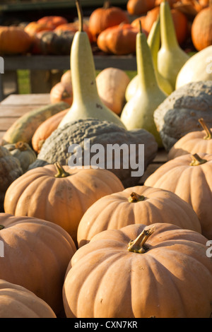 Kürbisse und/oder Kürbisse an der Ottsville Farmer Market, in Ottsville, Bucks County, PA, USA Stockfoto