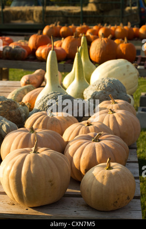 Kürbisse und/oder Kürbisse an der Ottsville Farmer Market, in Ottsville, Bucks County, PA, USA Stockfoto