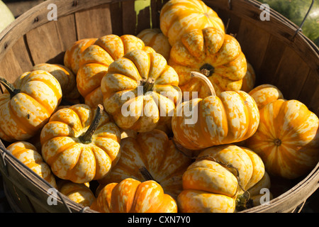 Kürbisse in einem Bauernhof Stand, Pittston, New Jersey, USA Stockfoto