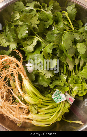 Frischer Koriander, manchmal auch Korianderblätter Stockfoto