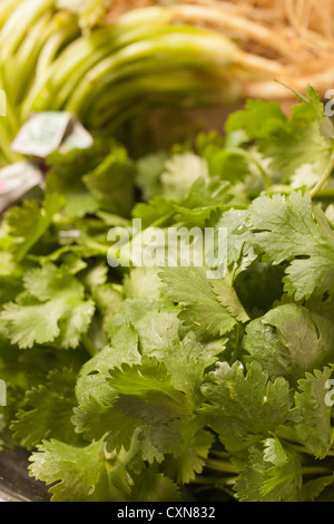 Frischer Koriander, manchmal auch Korianderblätter Stockfoto