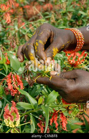 Gloriosa Superba Linn. (Heilpflanze) in Dharapuram, Tamil Nadu, Indien Stockfoto