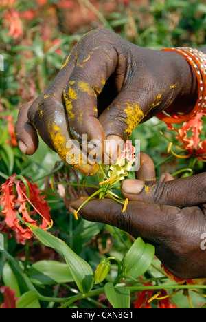 Gloriosa Superba Linn. (Heilpflanze) in Dharapuram, Tamil Nadu, Indien Stockfoto