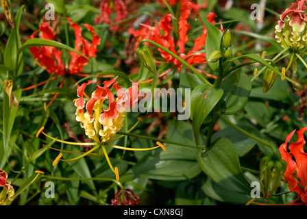 Gloriosa Superba Linn. (Heilpflanze) in Dharapuram, Tamil Nadu, Indien Stockfoto