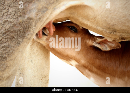 Indische Zebu Kalb Andhra Pradesh in Indien Stockfoto