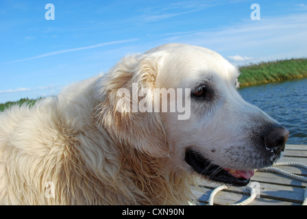 Golden Retriever Hund portrait Stockfoto