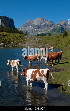 Alpine Rinder mit Kuhglocken See Oeschinensees Kandersteg Schweiz Stockfoto