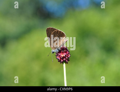 Altrosa große blaue (Maculinea Nausithous) Stockfoto