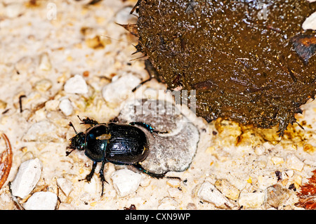 Mistkäfer Geotrupes Stercorosus SCR. Stockfoto