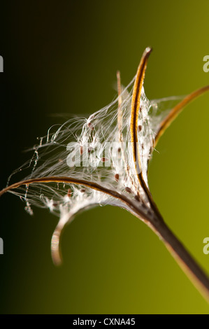 Rosebay Willow Herb (Epilobium Angustifolium) Samen Fall Entladung Samen als Pod Brüche auf Windströmungen durchgeführt werden Stockfoto