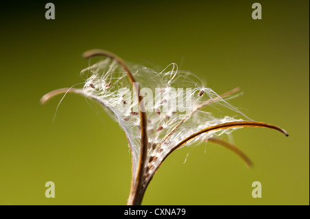 Rosebay Willow Herb (Epilobium Angustifolium) Samen Fall Entladung Samen als Pod Brüche auf Windströmungen durchgeführt werden Stockfoto