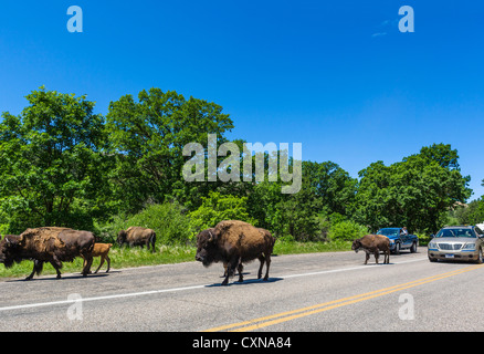 Herde von Bison auf Wildlife Loop Road im Custer State Park, Black Hills, South Dakota, USA Stockfoto