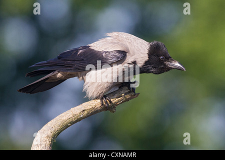 Mit Kapuze Krähe (Corvus Cornix) thront auf einem Baumstumpf Stockfoto