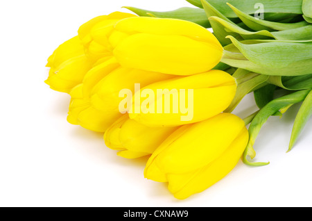 gelbe Tulpen isoliert auf weißem Hintergrund Stockfoto