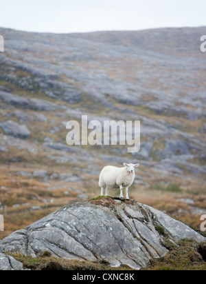 Schaf stehend auf Felsen auf der Insel Harris, Hebriden, Schottland. Stockfoto