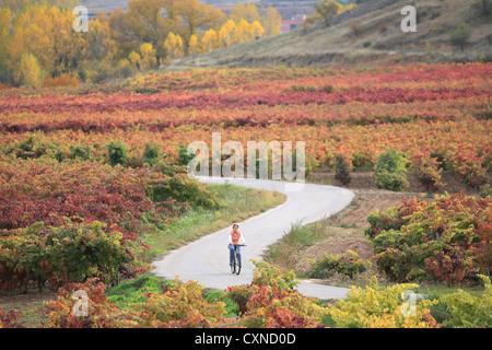 Rioja Wein Region, Radfahren während der Herbstsaison, Spanien, Stockfoto