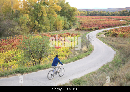 Rioja Wein Region, Radfahren während der Herbstsaison, Spanien, Stockfoto