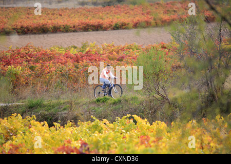 Rioja Wein Region, Radfahren während der Herbstsaison, Spanien, Stockfoto