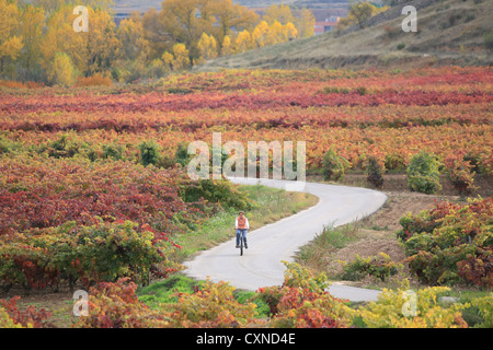 Rioja Wein Region, Radfahren während der Herbstsaison, Spanien, Stockfoto