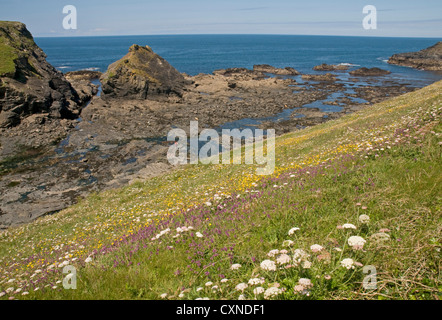 Porth Mear, einer kleinen Bucht an der Nordküste von Cornwall südlich von Porthcothan Bay Stockfoto