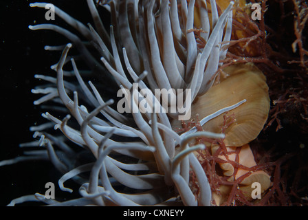 Große Snakelocks Anemone (Anemonia Viridis) und umliegenden Pflanzen unter Wasser Ausgangspunkt Pendennis, Falmouth, cornwall Stockfoto