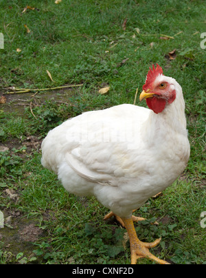 weißes Huhn, das zu entlang auf dem Rasen Fuß Stockfoto