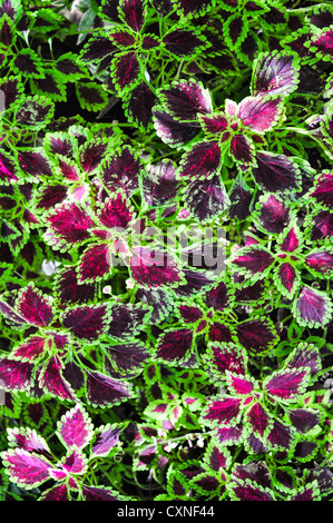 Flamme Brennnesselblätter (Coleus) Stockfoto